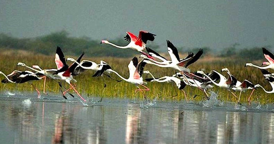  चितवनमा आइतबारबाट चरा गणना