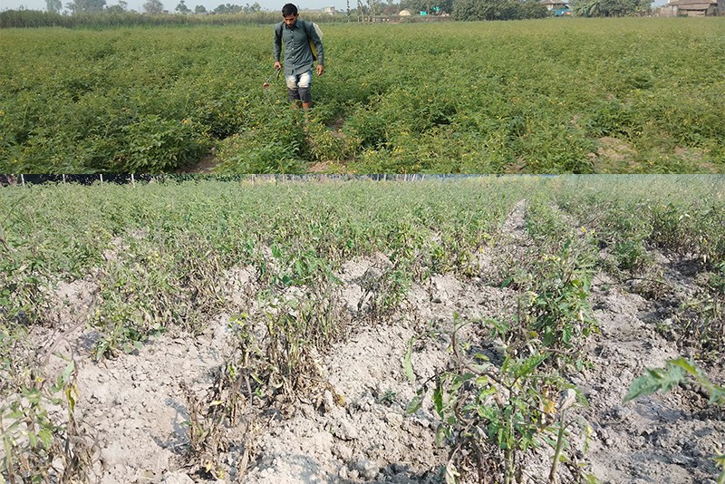 शितलहरका कारण लगानी पनि नउठ्ने चिन्तामा सर्लाहीका किसान