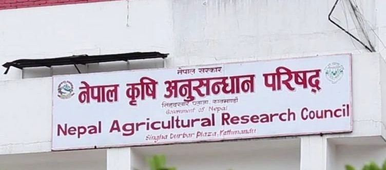 नयाँ बीउ १५ प्रतिशत मात्र प्रयोगमा