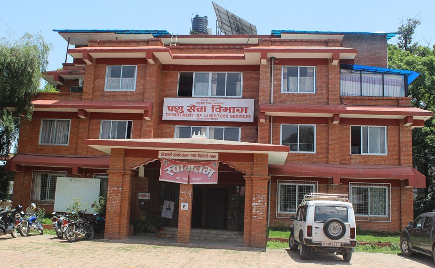 काठमाण्डौका अरु ठाउँमा बर्ड फ्लूको सङ्क्रमण छैन: पशुसेवा विभाग