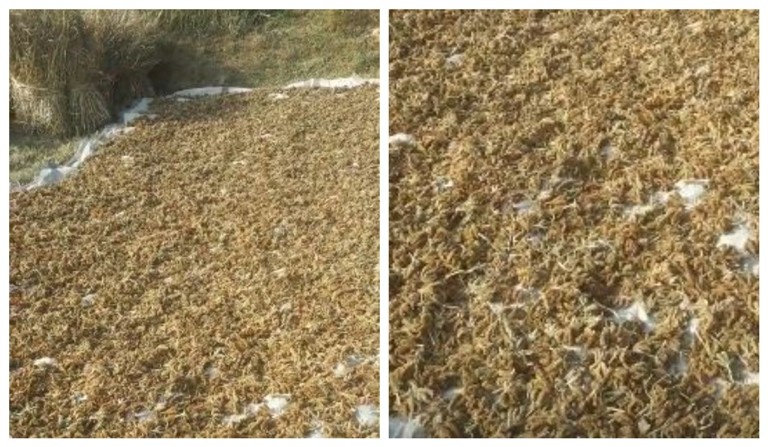 सात महिनामा भित्रियो पाँच करोड रुपैयाँ बराबरको कोदो