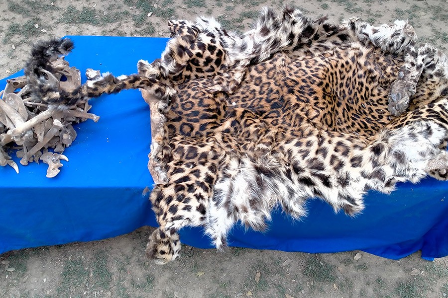 पाटेबाघको छालासहित ४ जना प्रक्राउ