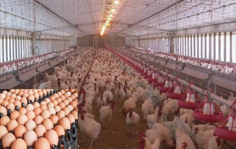 पशुपक्षीजन्य उत्पादनमा नेपाल आत्मनिर्भर भएको घोषणा