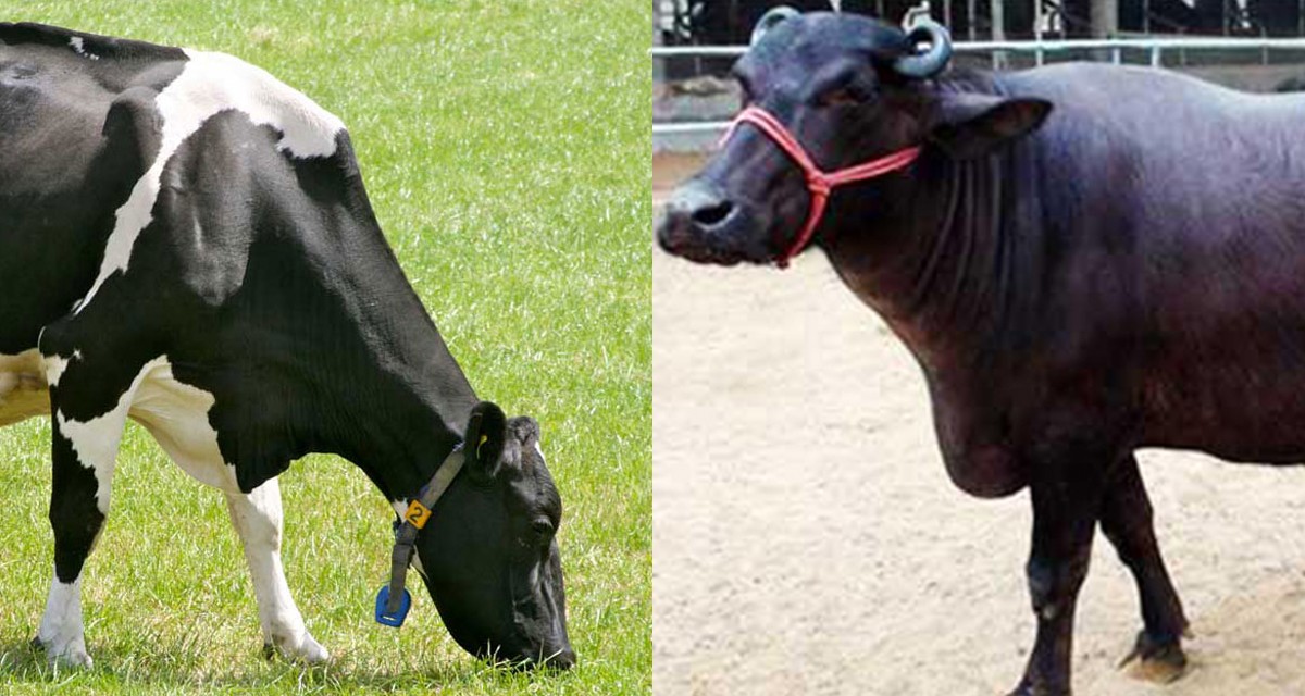 ‘एक कृषक एक दुहुनो गाई/भैंसी’ अभियान सञ्चालन