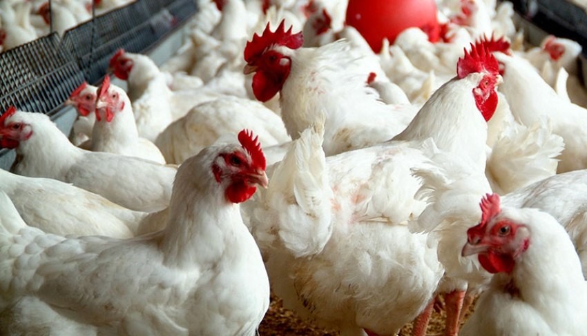 प्रतिकिलो ४५ रुपैयाँले महंगियो कुखुराको मासुको मूल्य