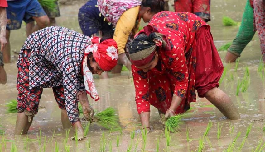 गुल्मी : ४८ प्रतिशत रोपाइँ सकियो