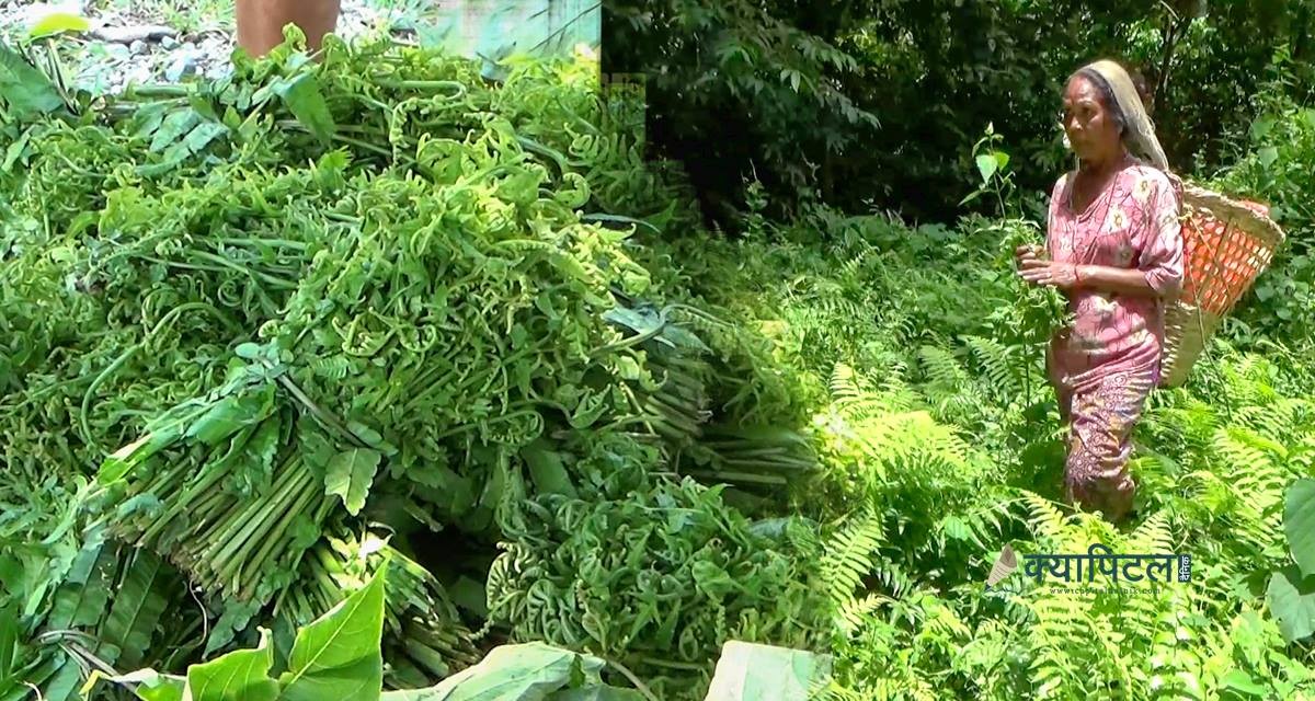 मोरङको उत्तरी ग्रामीण क्षेत्रमा आय आर्जनको स्रोत बन्दै ‘निगुरो’