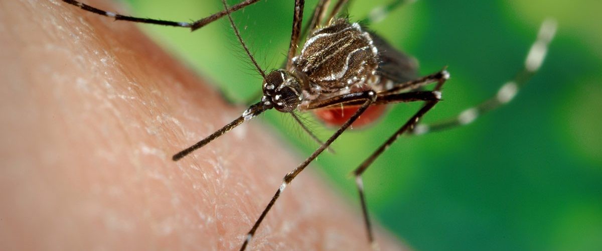 डेंगु संक्रमितको संख्या साढे १९ हजार बढी, २५ जनाको मृत्यु