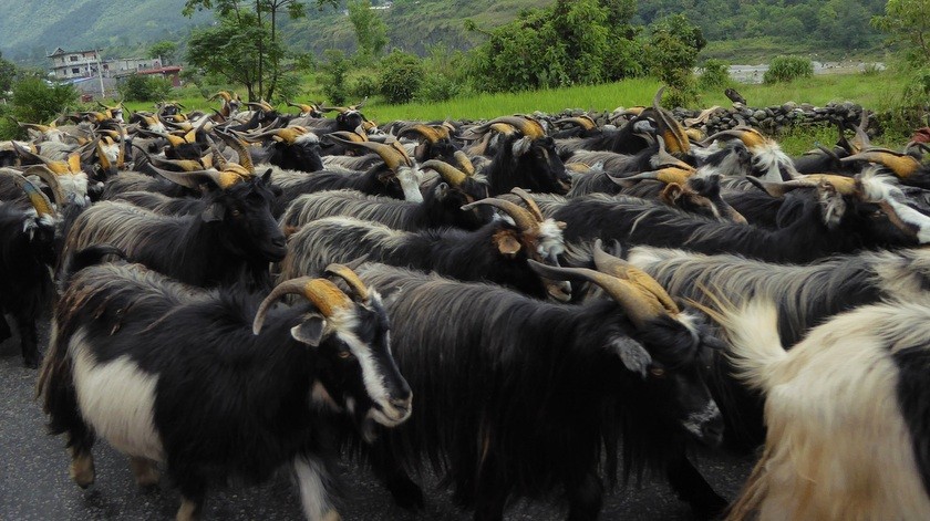 मुस्ताङमै च्याङग्राको मूल्य दश हजारसम्म बढ्यो