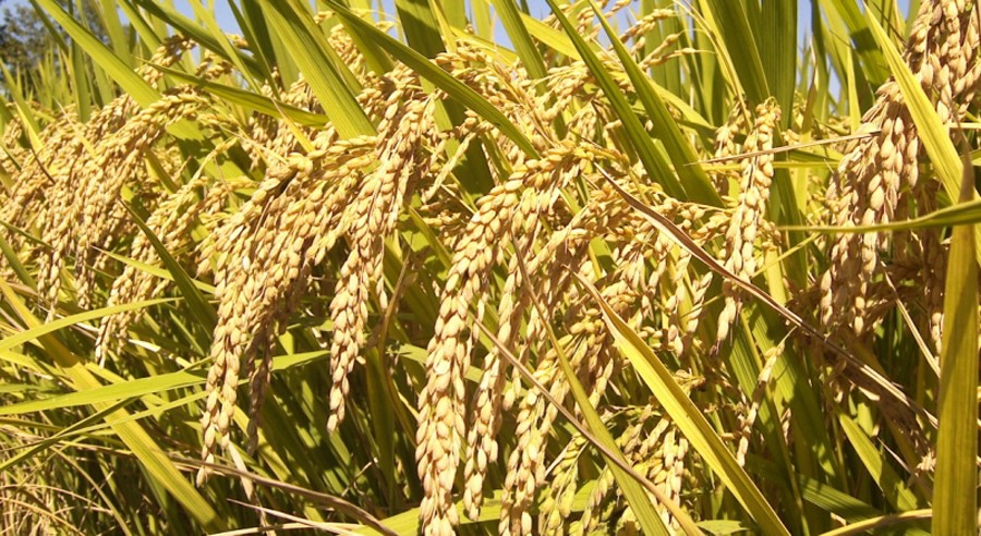 धानबाली भित्र्याउने बेला पानी परेपछि किसान चिन्तित