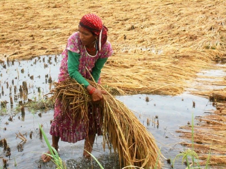 बेमौसमी वर्षाको कारण धानबालीमा क्षति पुगेका किसानका लागि  एक अर्ब रुपैयाँ निकासा