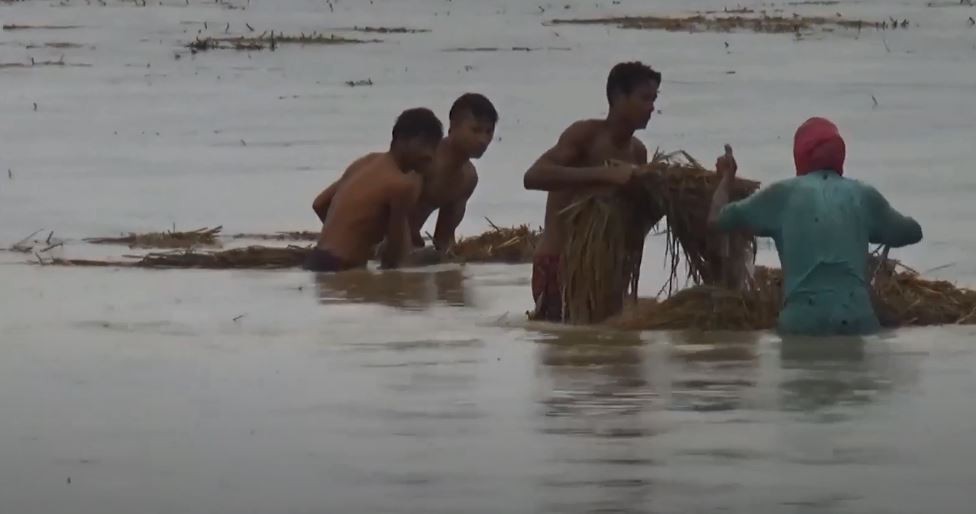 बेमौसमी वर्षाका कारण धानबालीमा ७ अर्ब २२ करोड रुपैयाँ बराबरको क्षति