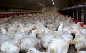 नेपालको अर्थतन्त्रमा कुखुरापालनको ६० अर्बभन्दा बढी योगदान