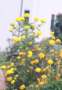 भक्तपुरमा सयपत्री र मखमली फूलको रौनक (फोटो फिचर)