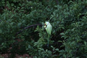 मनै लोभ्याउने हरियाली प्रकृति (फोटो फिचर) 