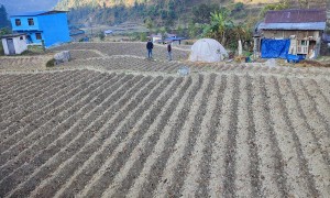 किसानलाई आलु खेतीतर्फ आकिर्षत गर्न क्षेत्र विस्तार