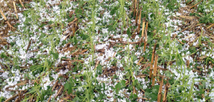 गुल्मीमा असिना-पानीले हिउँदे बालीमा क्षति