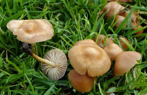 विषालु च्याउ खाँदा २ जना बिरामी