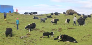 चौँरी बिक्री नहुँदा सास्ती