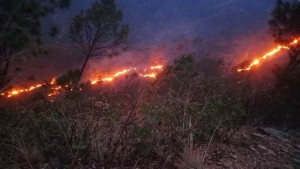 रामेछापको चार हजार पाँच सय हेक्टर वन सखाप