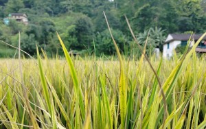 धानमा राते रोग लागेपछि कृषक चिन्तित