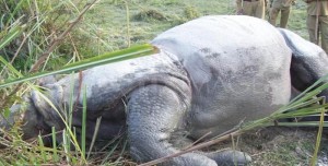 चितवन राष्ट्रिय निकुञ्जमा तस्करले दुई गैँडा मारे