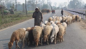 बिक्री भएन ऊन, विस्थापित हुने जोखिममा ‘भेडिहार’