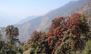 टोड्केमा ढकमक्क लालीगुराँस फुलेपछि ...