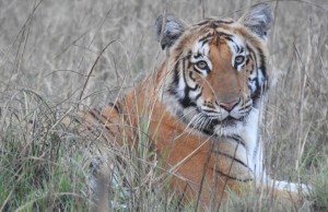 शुक्लाफाँटामा बाघ बढे