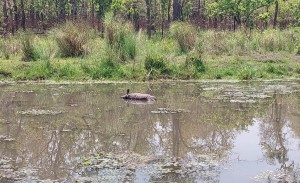 चितवन राष्ट्रिय निकुञ्जमा गैंडाका दुई बच्चा मृत भेटिए