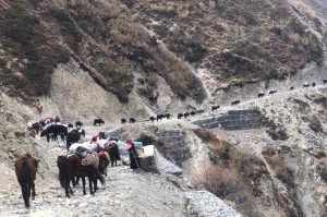 छेकम्पारवासी यार्सागुम्बा संकलन गर्न लेकतिर