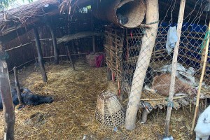 पाटे बाघले ठोरीमा एकैरातमा गोठ नै रित्यायो