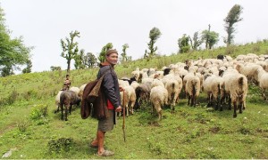 चिसो बढेपछि बेँसी झर्न थाले भेडीगोठ