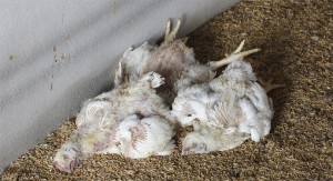 'बर्ड फ्लु' फैलिने जोखिम बढेको भन्दै सतर्कता अपनाउन ललितपुर महानगरको आग्रह