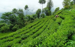 अन्तर्राष्ट्रिय बजारमा नेपाली चियाको गुणस्तर सर्वोत्कृष्ट, जित्यो अवार्ड