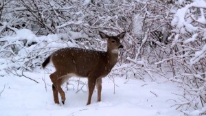 ढोरपाटनमा हिउँले कठ्याङ्ग्रिएर मर्न थाले मृग
