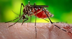 डेंगु संक्रमणबाट ४४ जनाको मृत्यु, संक्रमितको संख्या ३४ हजार नजिक