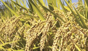 दाङका किसानले तोकिएको धानको समर्थन मूल्य पाएनन्