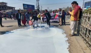 भुक्तानी नपाएपछि सडकमा दूध पोखेर किसान आन्दोलित