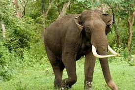 जङ्गली हात्तीबाट मृत्यु भएका परिवालाई आर्थिक सहयोग