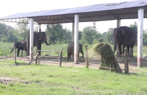 चितवन राष्ट्रिय निकुञ्जको प्रजनन केन्द्रमा अहिलेसम्म ४१ वटा हात्ती जन्मिए