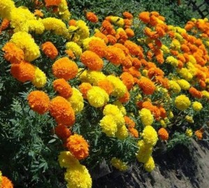 कालीगण्डकी गाउँपालिकाले बेच्यो ५ लाखको फूल