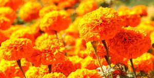 यसवर्ष ६० लाखको मखमली फूल निर्यात हुने अनुमान, सयपत्री भने आयात गर्नुपर्ने बाध्यता