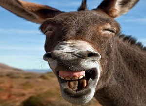 नेपालमा पहिलो पटक गधा दिवस मनाइँदै