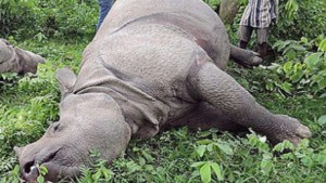 साउनयता नौ गैँडा मरे