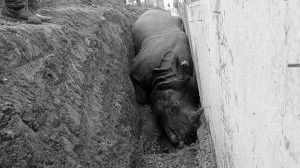 खाडलमा परेर गैंडा मरेपछि सरकारले बनायो छानबिन समिति