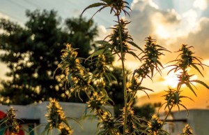 गण्डकीमा गाँजाखेतीको सम्भाव्यता अध्ययन गरिने