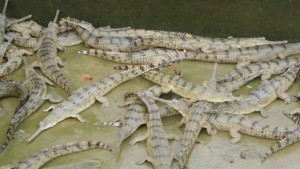 प्रजनन केन्द्रमा जन्मिए तीन सय घडियाल गोही