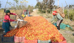 बिक्रीका लागि सङ्कलन गरेको गोलभेँडा