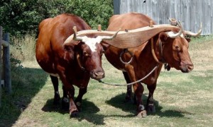 मिथिलाञ्चलमा आज हलो र गोरुको पूजा गरिँदै